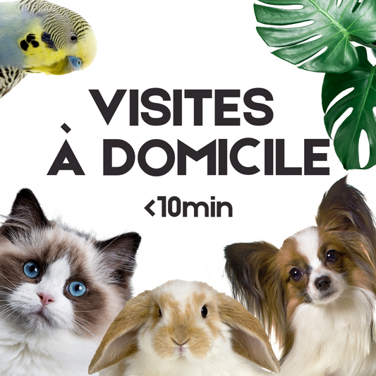 Visite à domicile à l'unité <10min Zone Esch-sur-Alzette