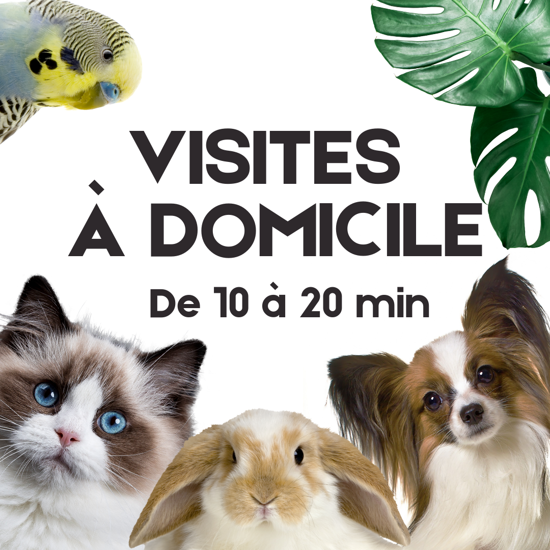 Visite à domicile à l'unité de 10 à 20 min Zone Esch-sur-Alzette
