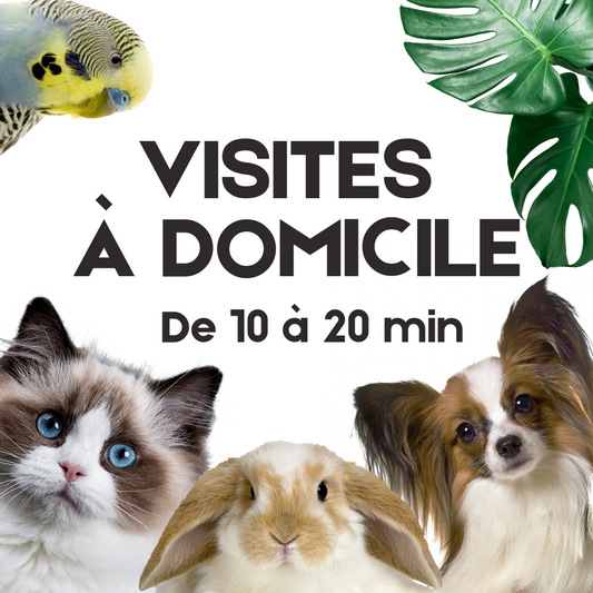 Visite à domicile à l'unité de 10 à 20 min Zone Esch-sur-Alzette