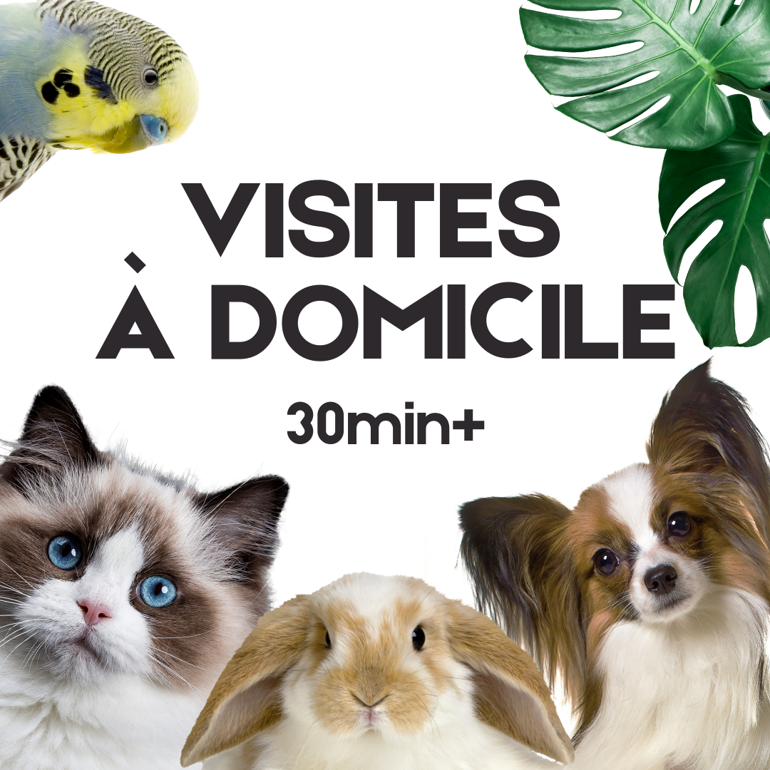Visite à domicile à l'unité 30min+ Zone Esch-sur-Alzette